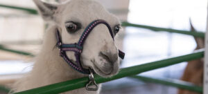 750-x-561-alpaca