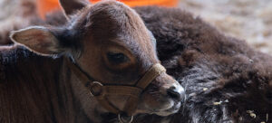 750-x-561-baby-cow