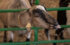750-x-561-goat#2
